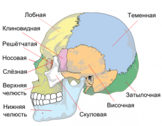 D:\300px-Human_skull_side_simplified_(bones)_ru.svg.png